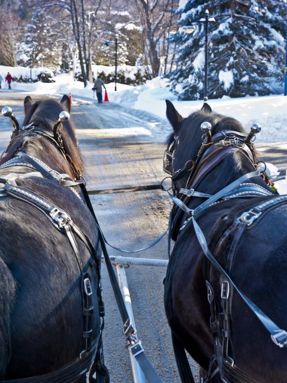 Horse drawn carriage ride